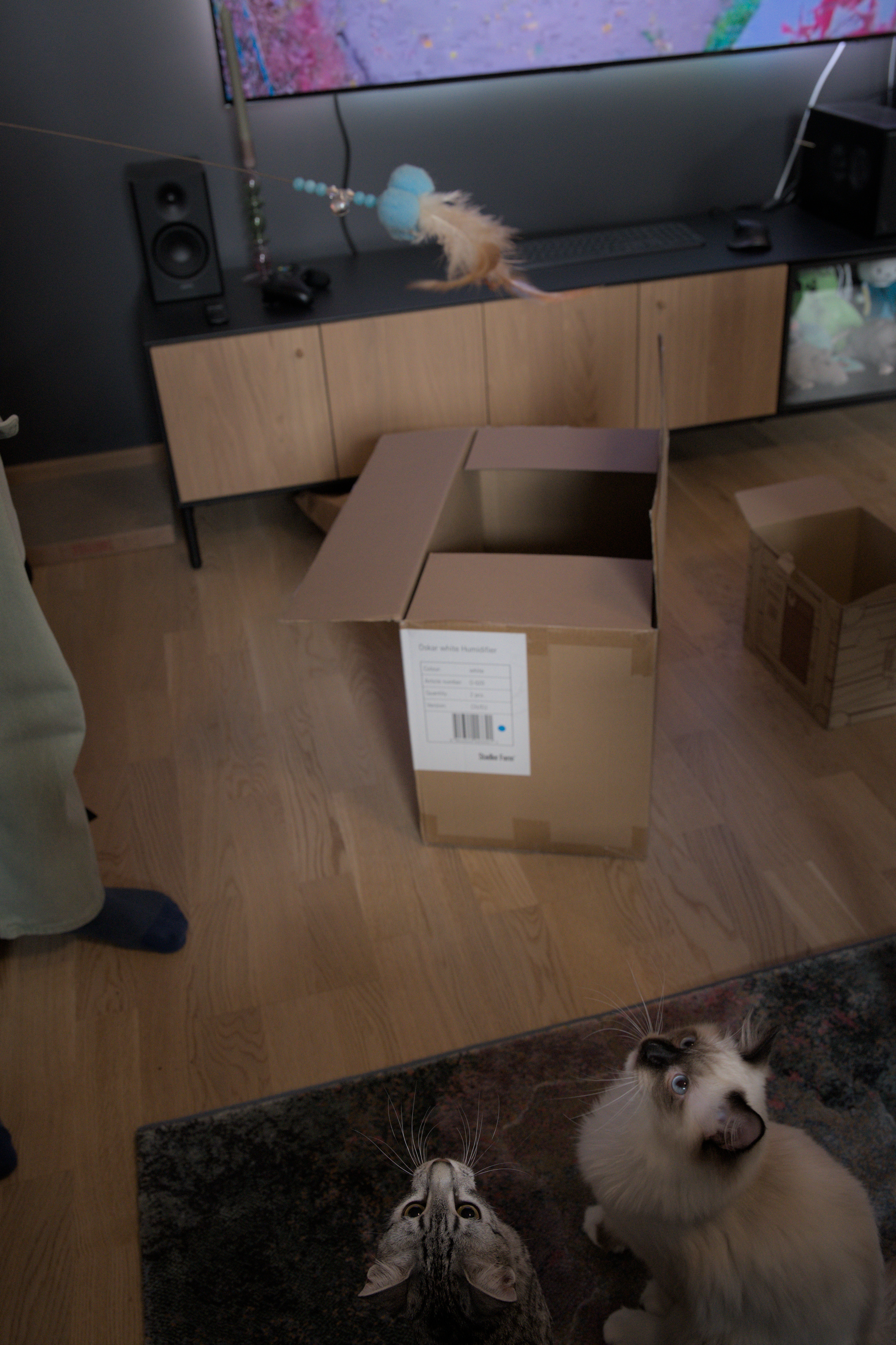 2025/10/12 - cats/DSC_0088.jpg